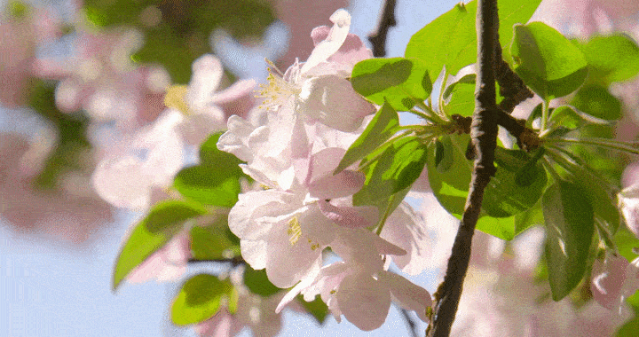 春风十里好时光，一起去踏青吧,西点军训,踏青